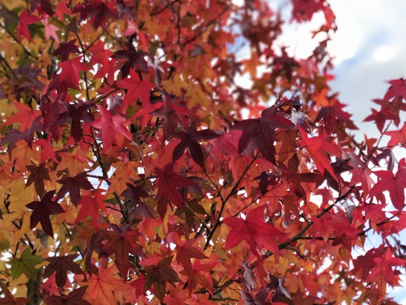 Overlappen lichtgewicht Mededogen 9 bomen en planten met de mooiste herfstkleuren | Wim Verrezen  Tuinarchitectuur